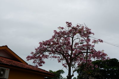 Low angle view of cherry tree by building against sky