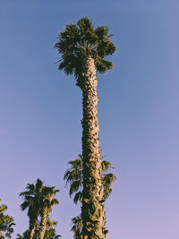 Low angle view of coconut palm tree against clear blue sky