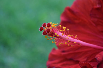 Close-up of red hibiscus flower