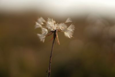 Close-up of wilted dandelion flower
