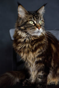 Close-up portrait of a cat looking away
