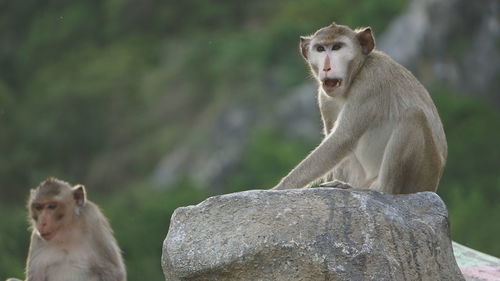 Monkey sitting on rock