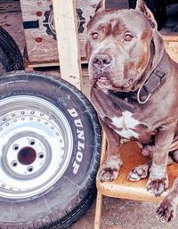 High angle view of a dog