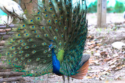 Close-up of peacock in field