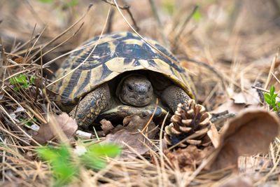 Close-up of turtle on field