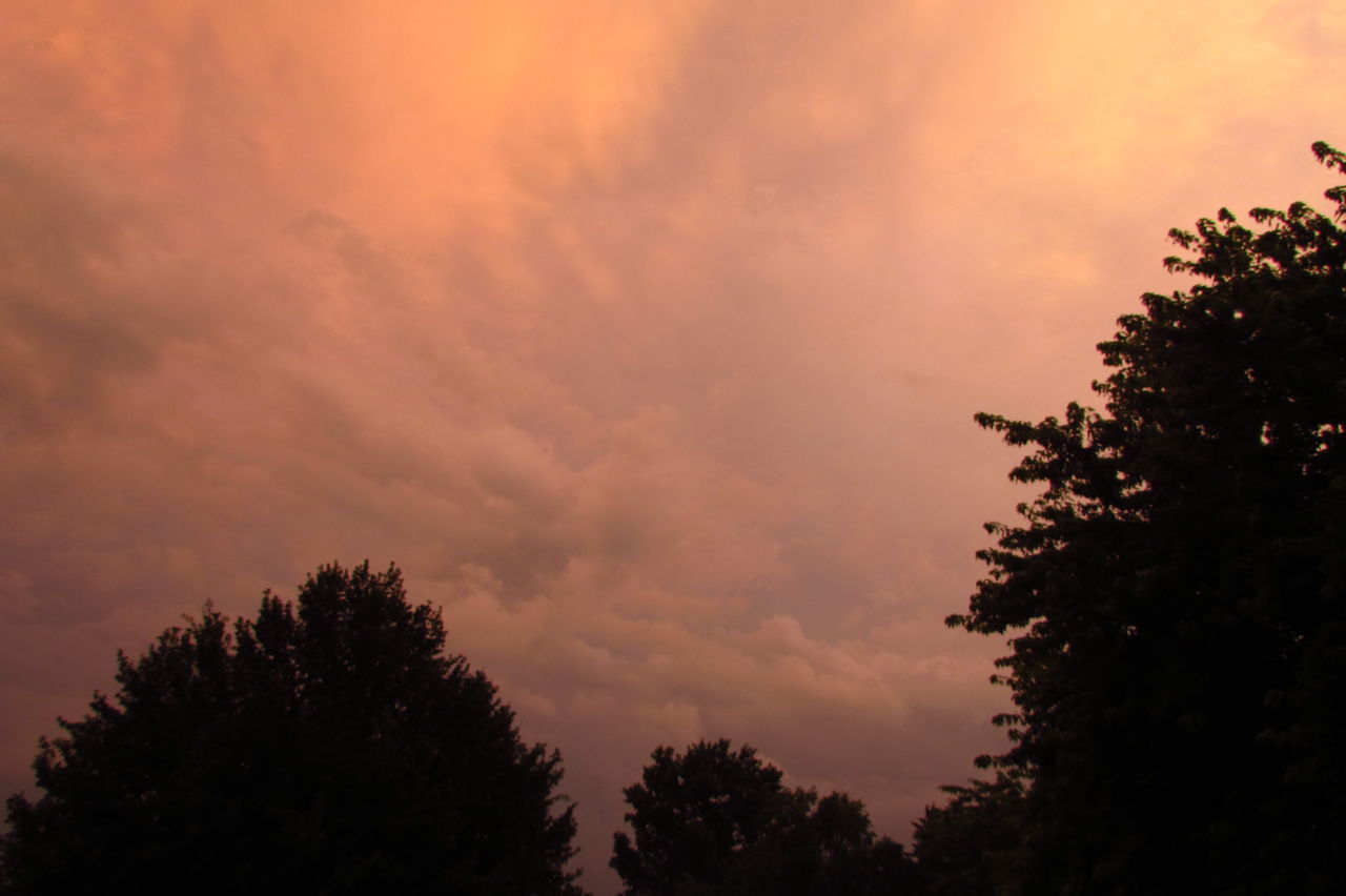 LOW ANGLE VIEW OF TREES AGAINST ORANGE SKY