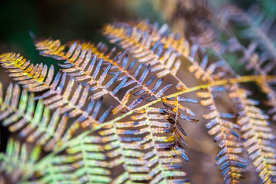 Close-up of fern leaves