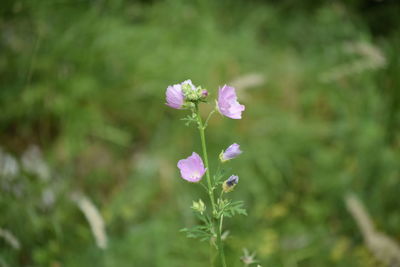 Close-up of pink flowering plant on field