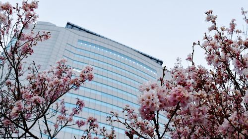 Low angle view of pink flowering tree against sky