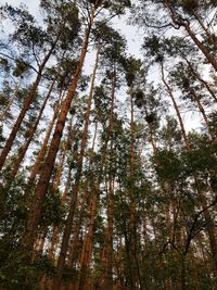 Low angle view of trees in forest