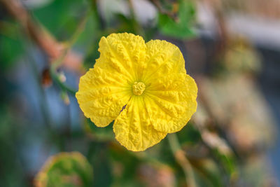 Close-up of yellow flowering plant