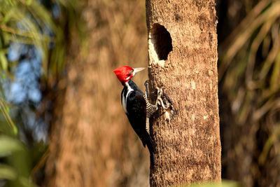 Crimson crested woodpecker in pantanal, matogrosso, brazil
