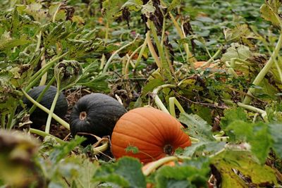 Close-up of pumpkin on field