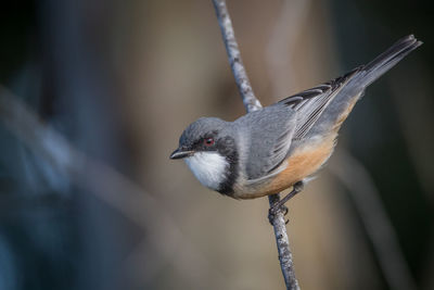 Close-up of bird perching