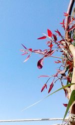 Low angle view of red plant against clear sky