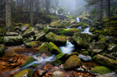 Scenic view of river amidst trees in forest