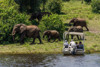 View of elephant in lake