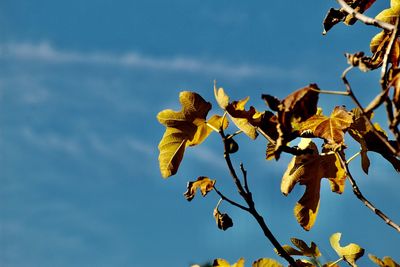 Low angle view of yellow flowering plant against sky