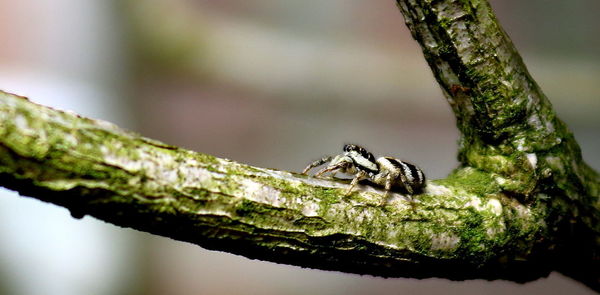 Close-up of lizard on tree