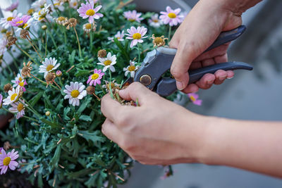 Close-up of person cutting plant