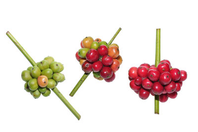 Close-up of grapes against white background