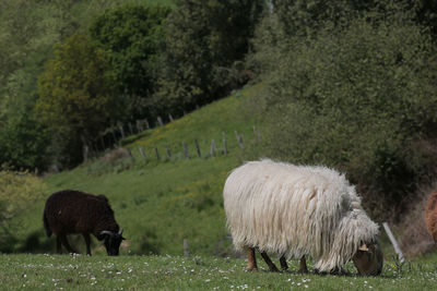 Sheep grazing in a field