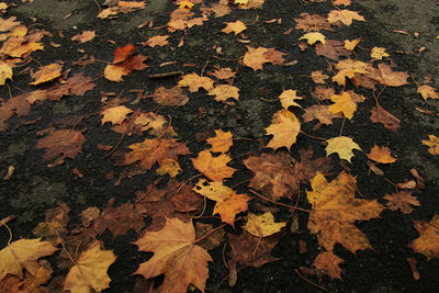 High angle view of fallen autumn leaves