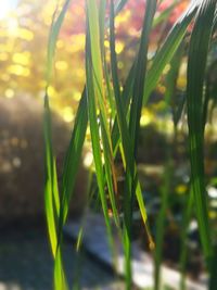 Close-up of grass