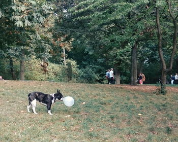 Dog standing in park