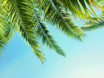 Low angle view of palm tree against sky