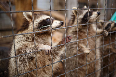 Close-up of sheep in zoo