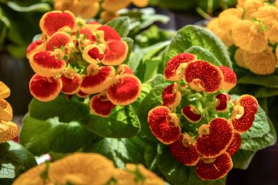 Close-up of red flowers