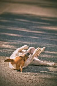 Close-up of dog lying on road