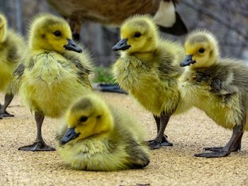 Close-up of duck