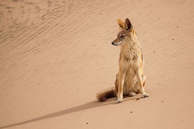 Close-up of giraffe on sand