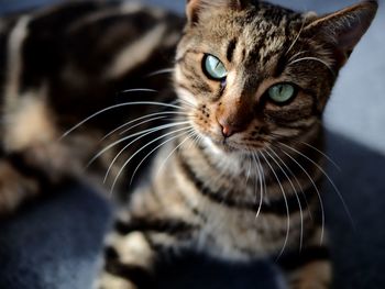 Close-up portrait of cat