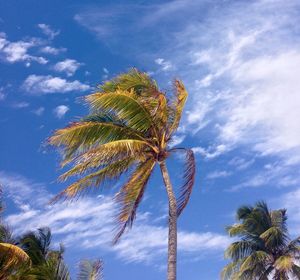 Low angle view of coconut palm trees against blue sky