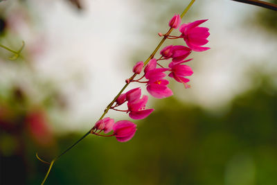 Close-up of pink flowering plant