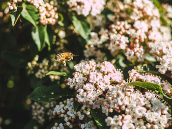 Close-up of butterfly pollinating on flower