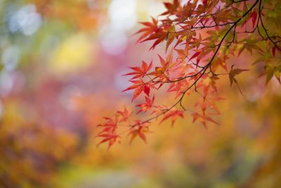 Close-up of maple leaves on tree