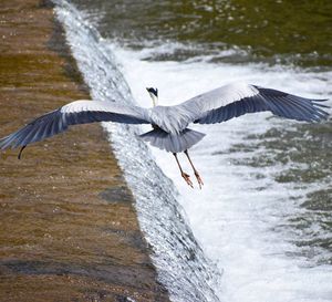Seagull flying over river