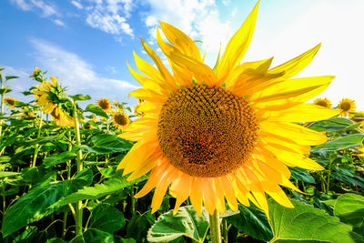 Close-up of sunflower