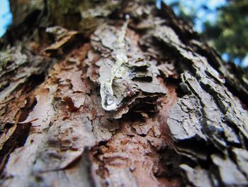 Close-up of tree trunk