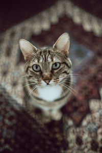 Close-up portrait of a cat