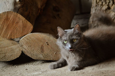 Close-up portrait of cat relaxing on floor