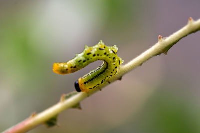 Close-up of caterpillar on branch.