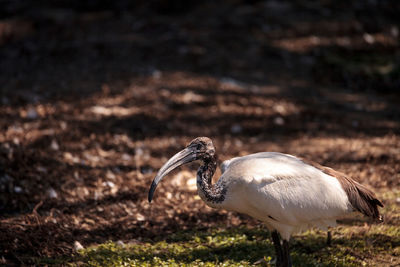 Close-up of bird