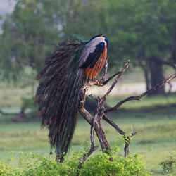 Peacock perching on tree