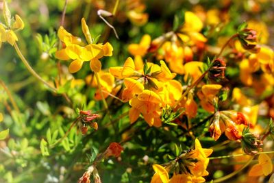 Close-up of yellow flower