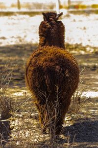 Horse standing in a field